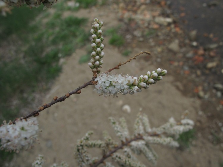 Tamarix africana